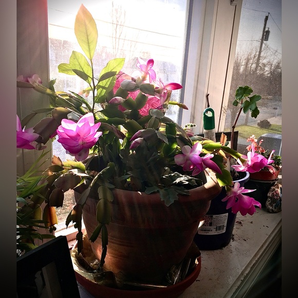 Meet your Posher, Cynthia - Picture 5 of 8